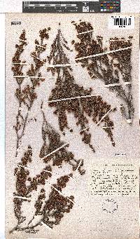 Erica kougabergensis var. recurvifolia image