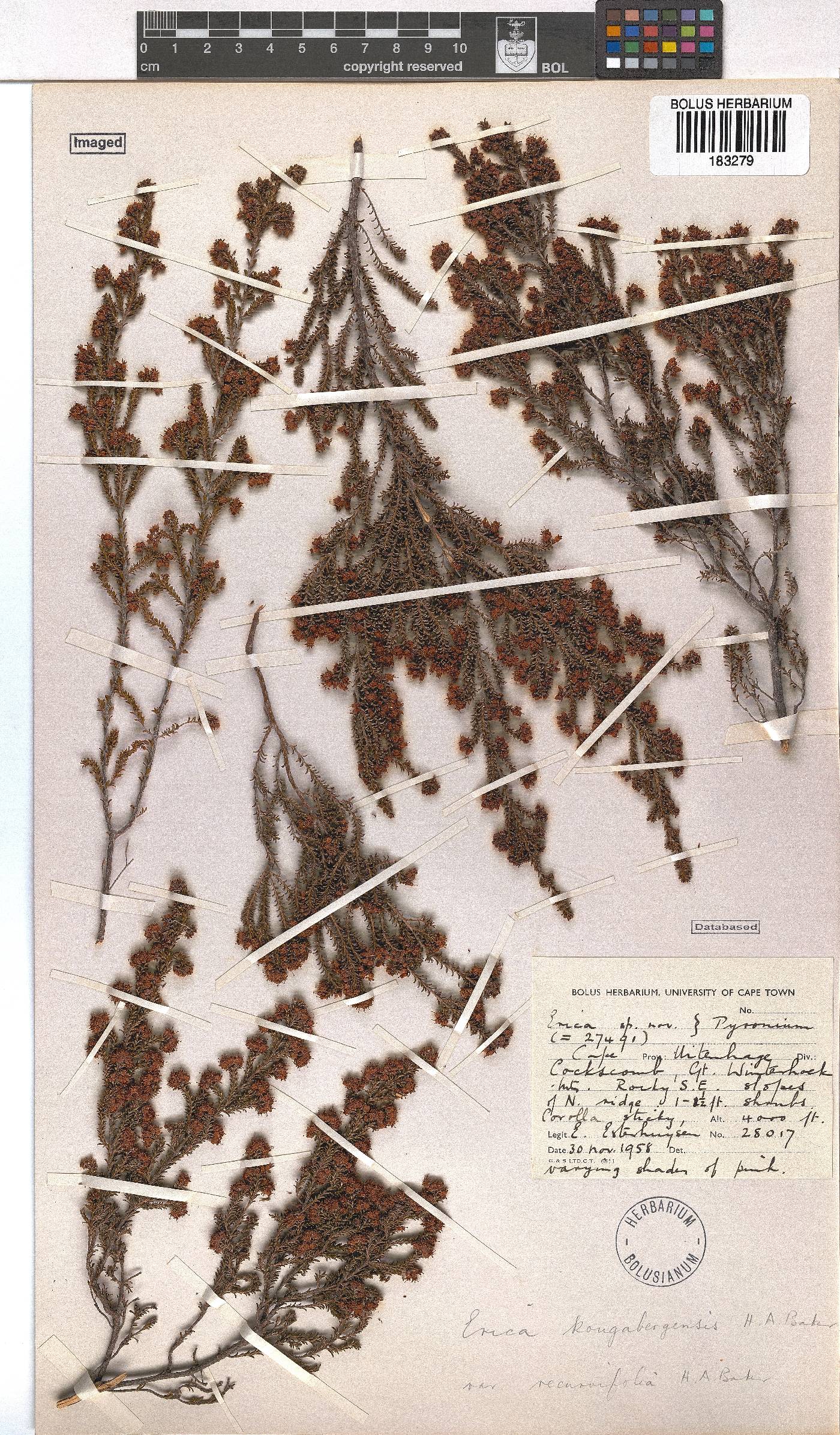 Erica kougabergensis var. recurvifolia image