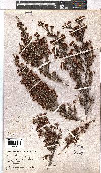 Erica kougabergensis var. recurvifolia image