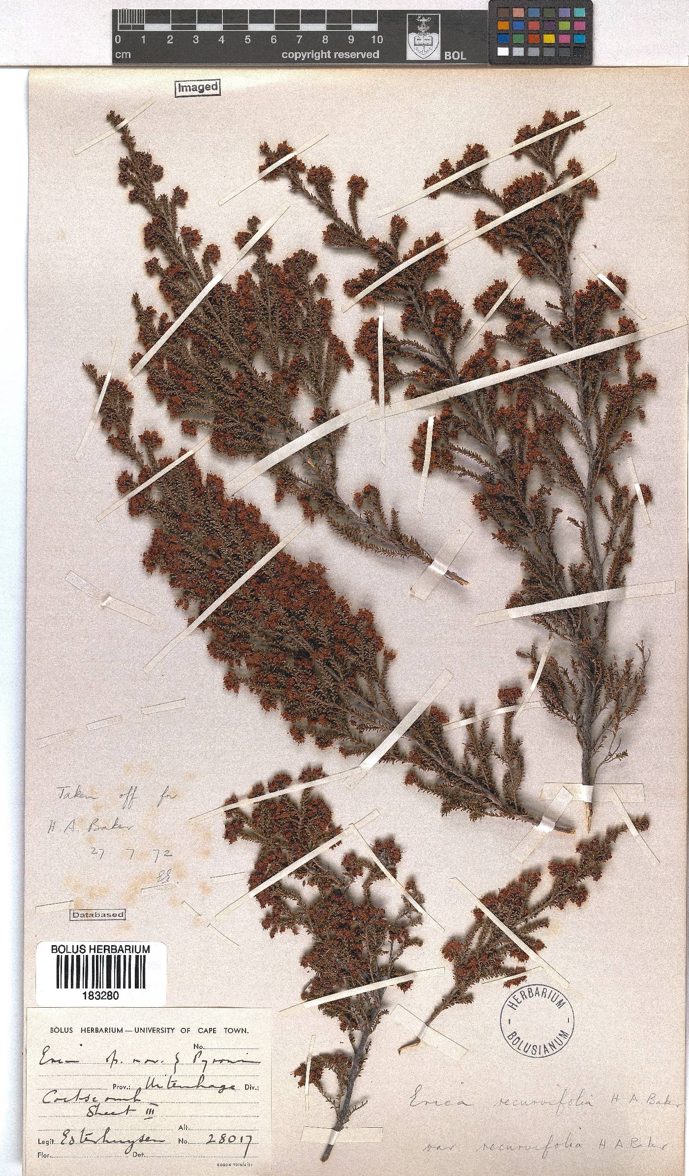 Erica kougabergensis image