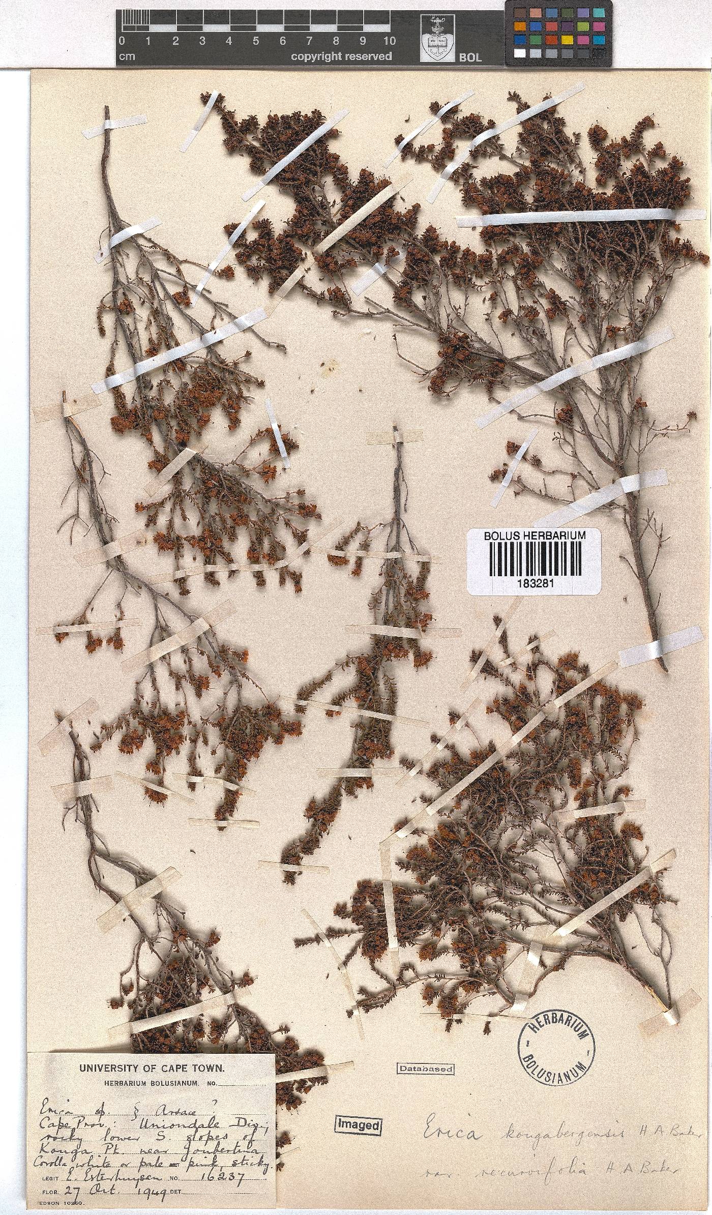 Erica kougabergensis var. recurvifolia image