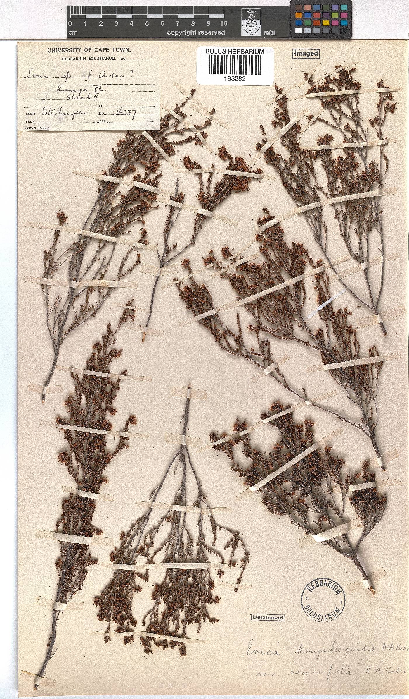 Erica kougabergensis var. recurvifolia image