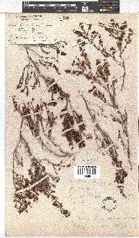 Erica kougabergensis image