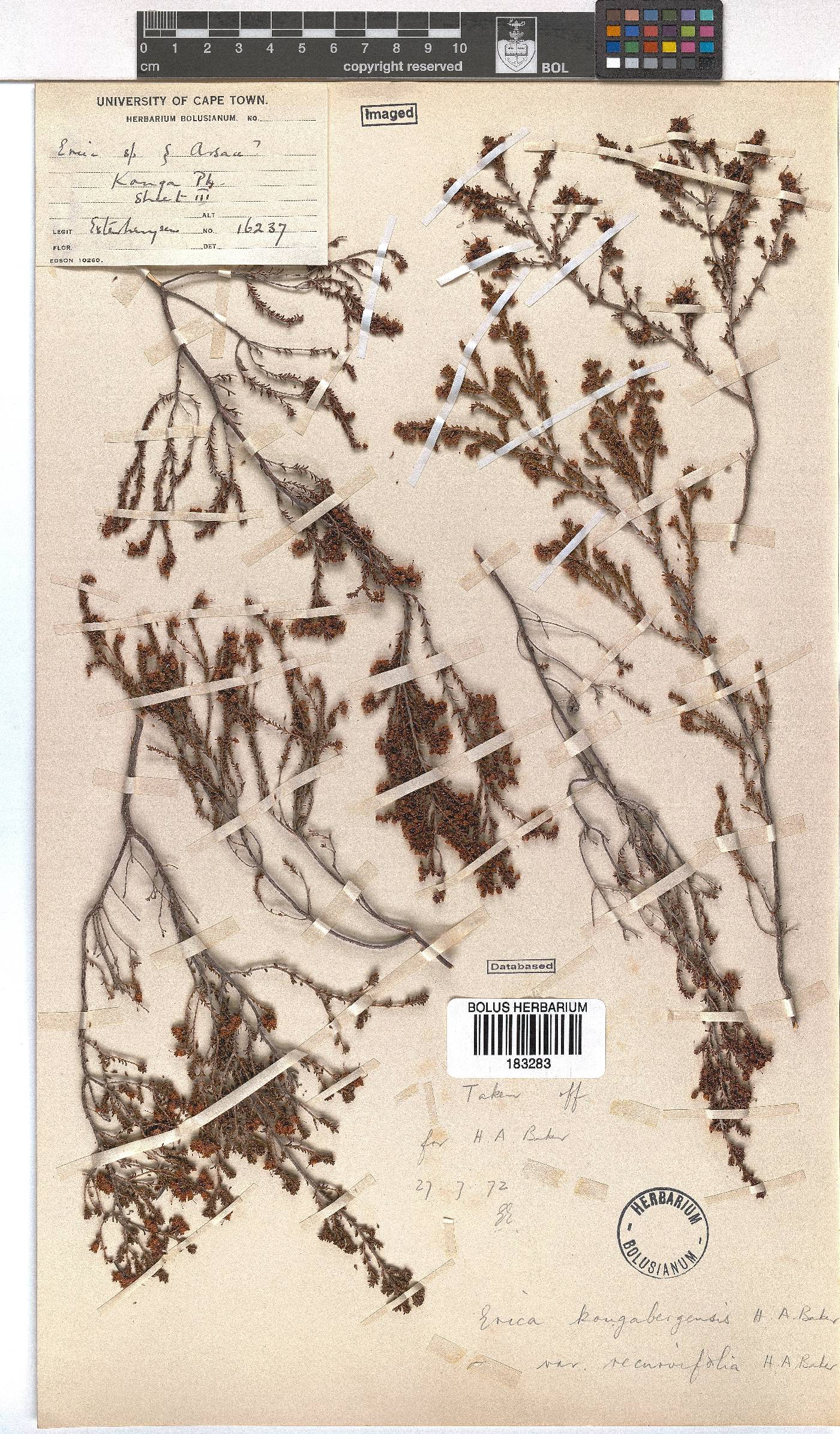 Erica kougabergensis var. recurvifolia image