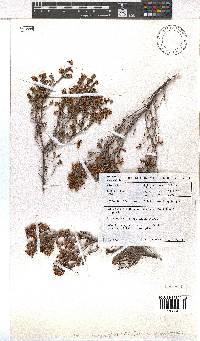 Erica kougabergensis image