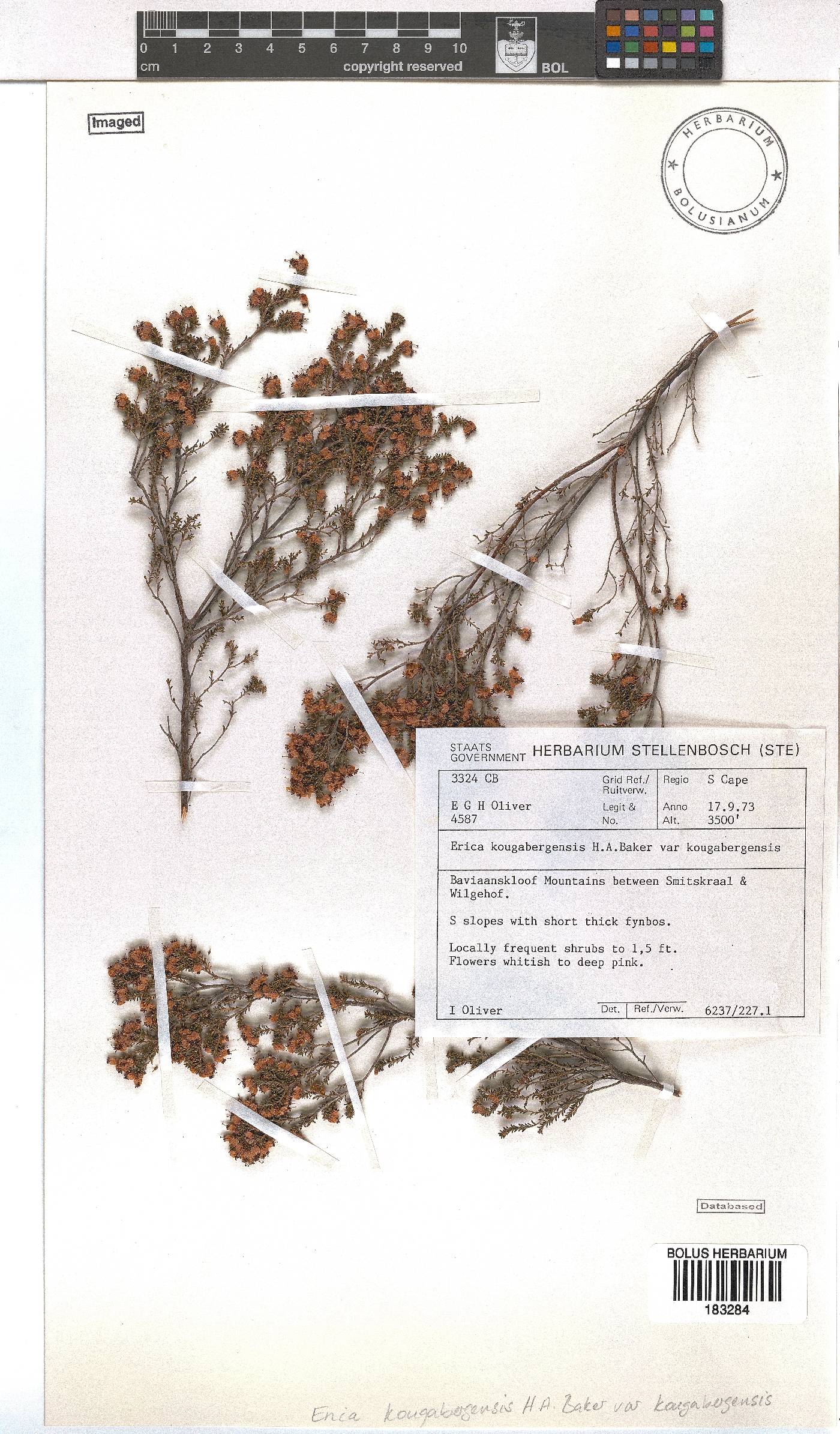 Erica kougabergensis var. kougabergensis image