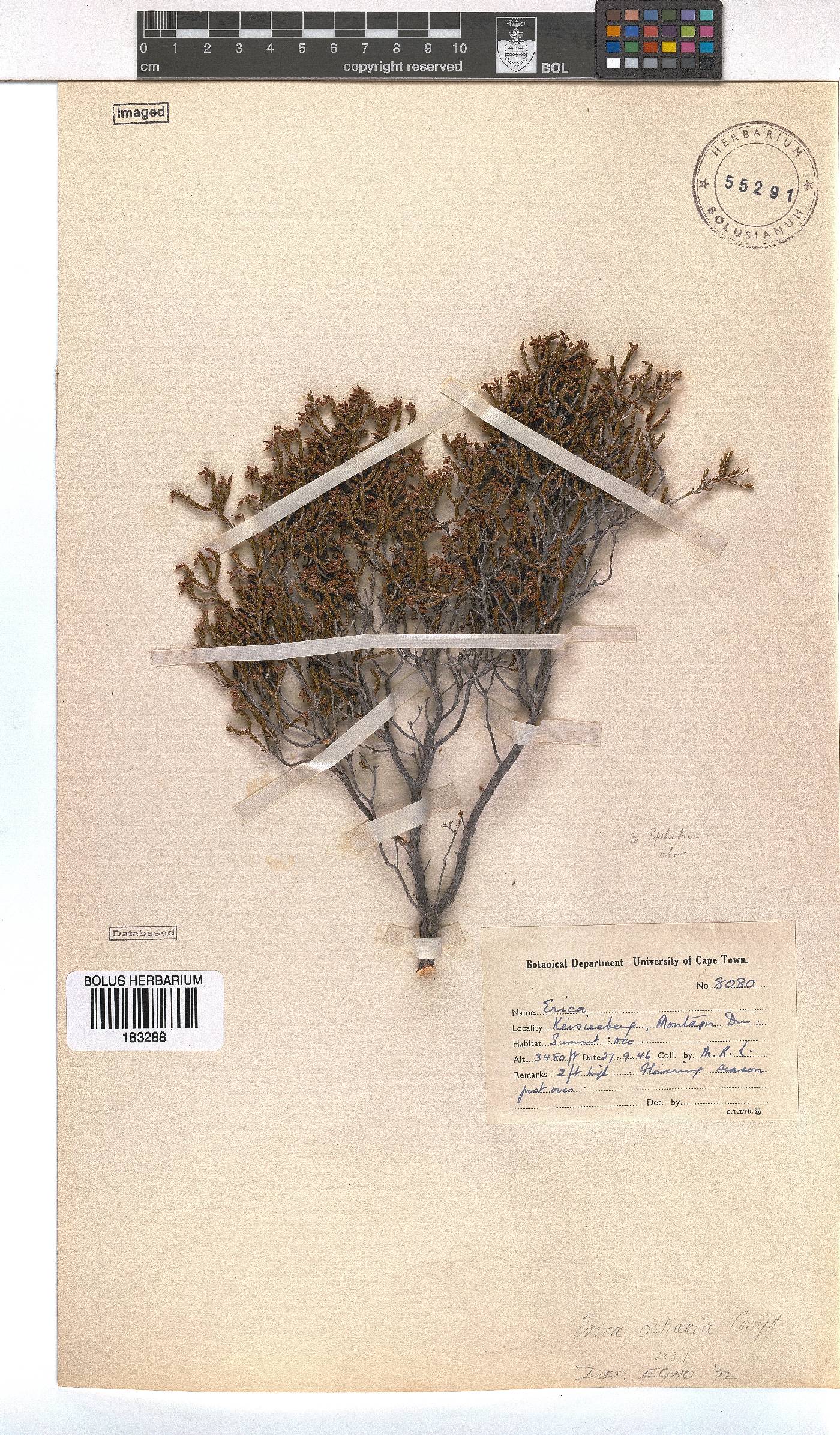 Erica ostiaria image