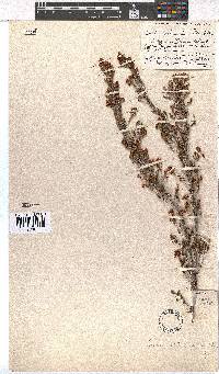 Erica ostiaria image