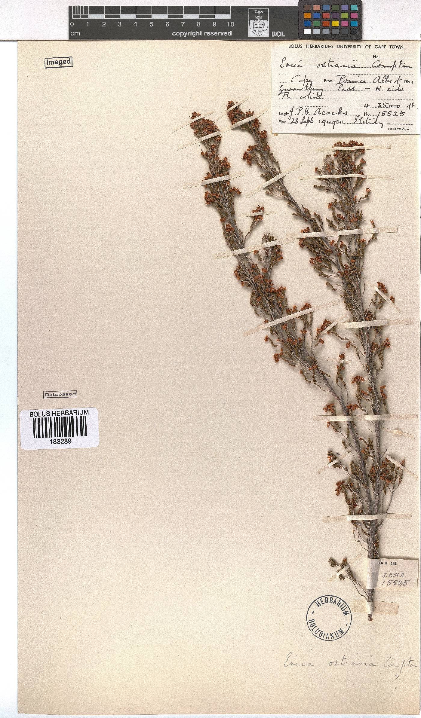 Erica ostiaria image