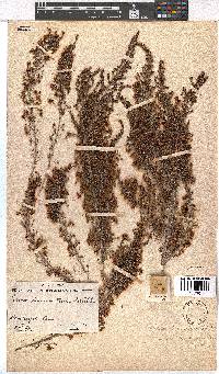 Erica inconstans image