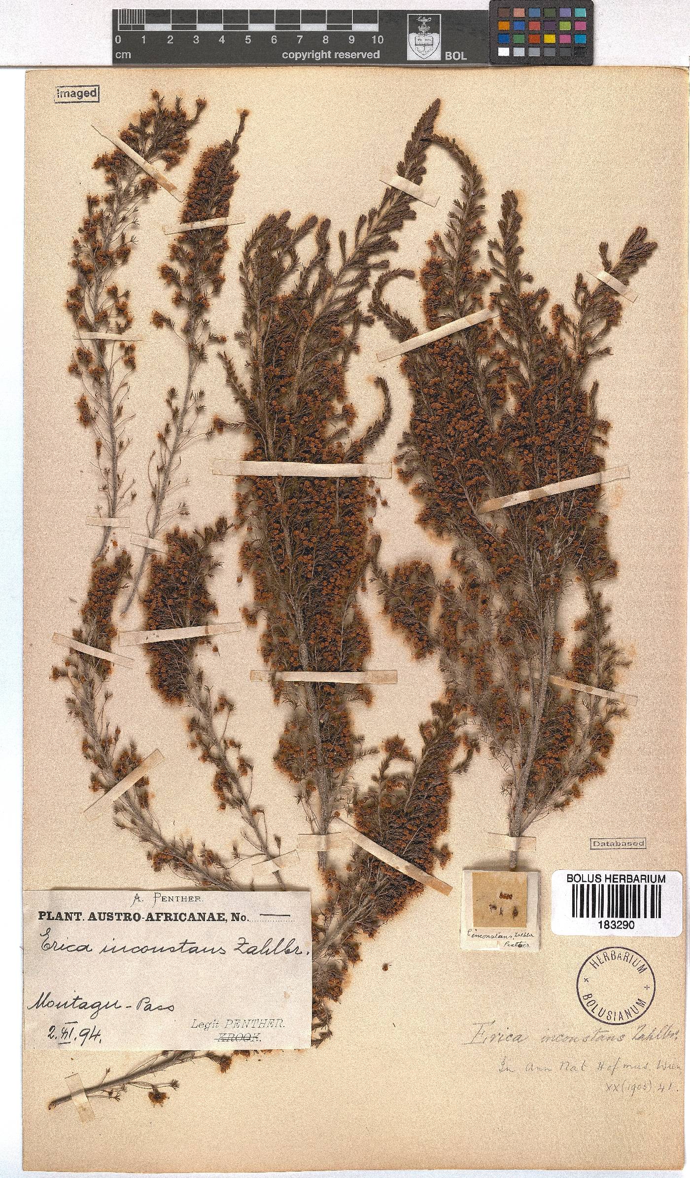 Erica inconstans image