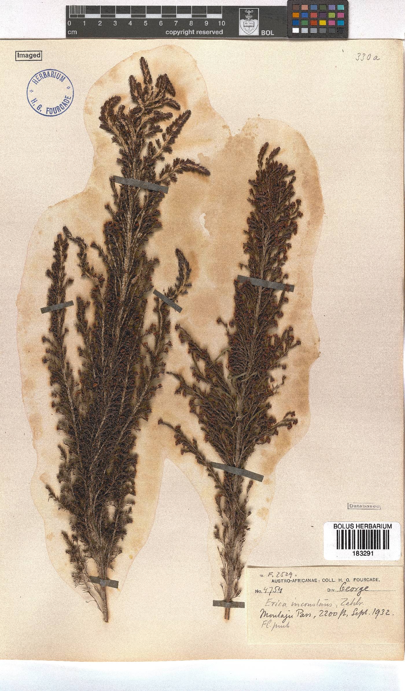 Erica inconstans image