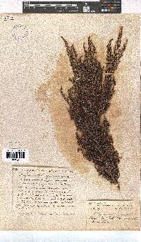 Erica inconstans image