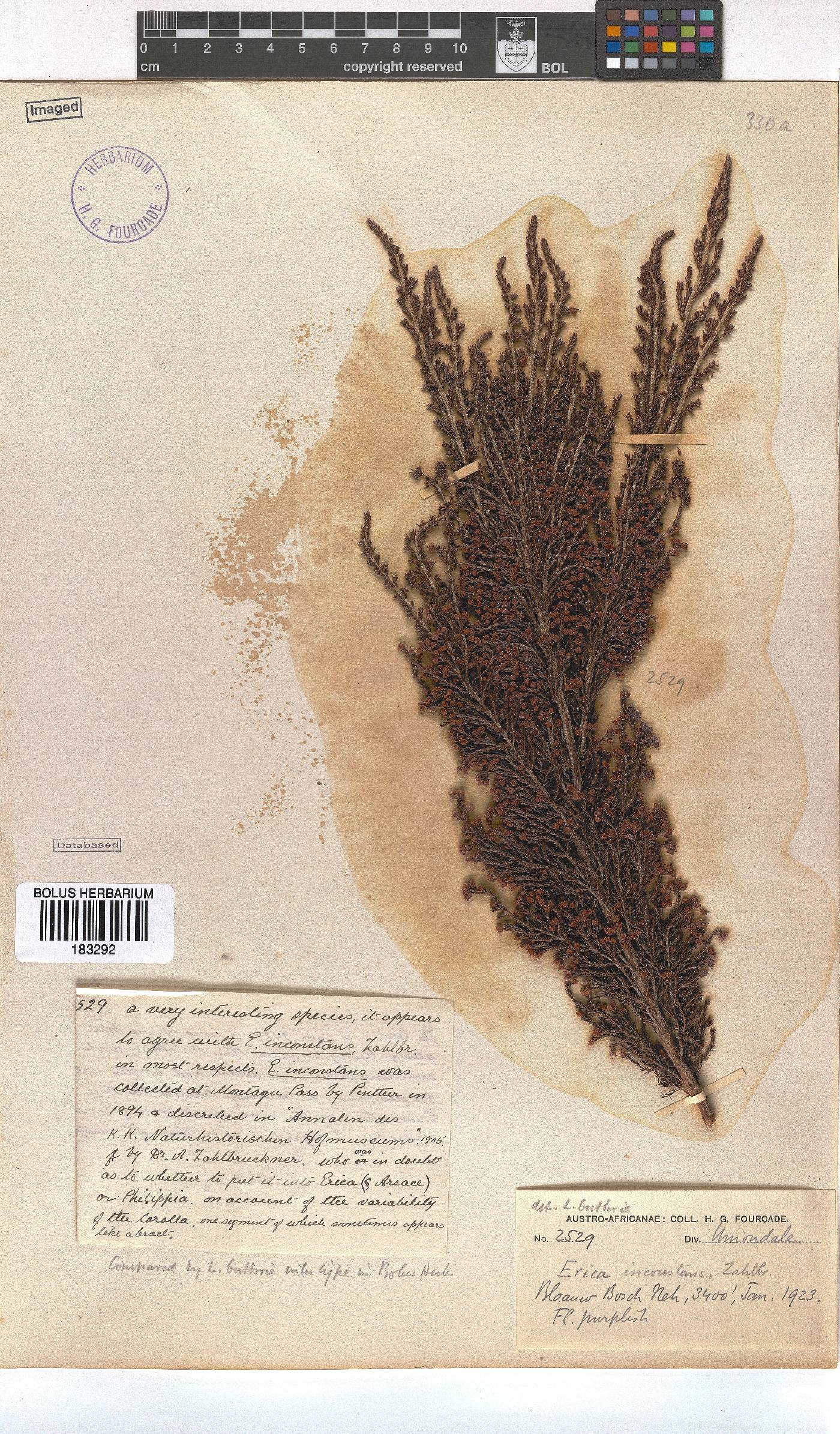 Erica inconstans image