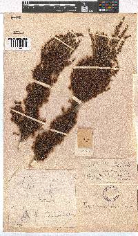 Erica inconstans image