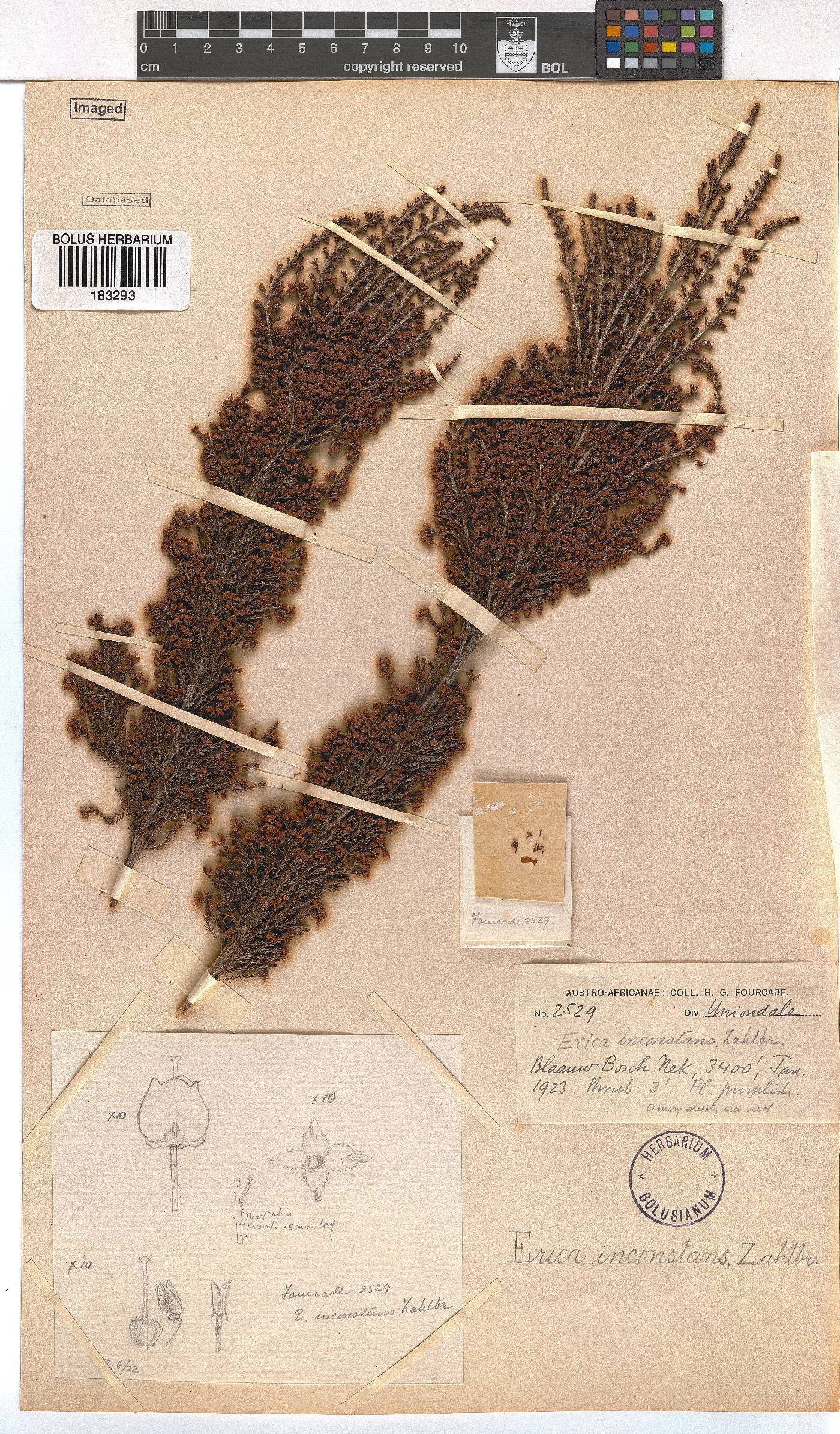 Erica inconstans image