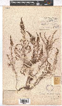 Erica inconstans image