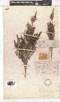 Erica inconstans image