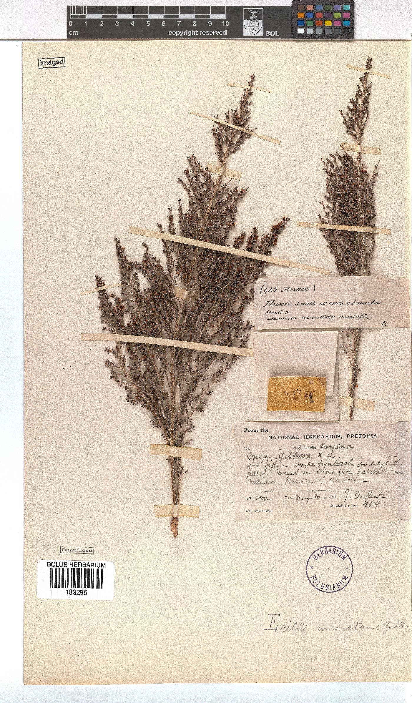 Erica inconstans image