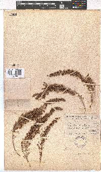 Erica inconstans image