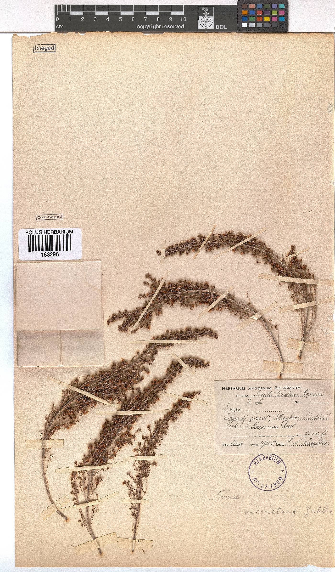 Erica inconstans image