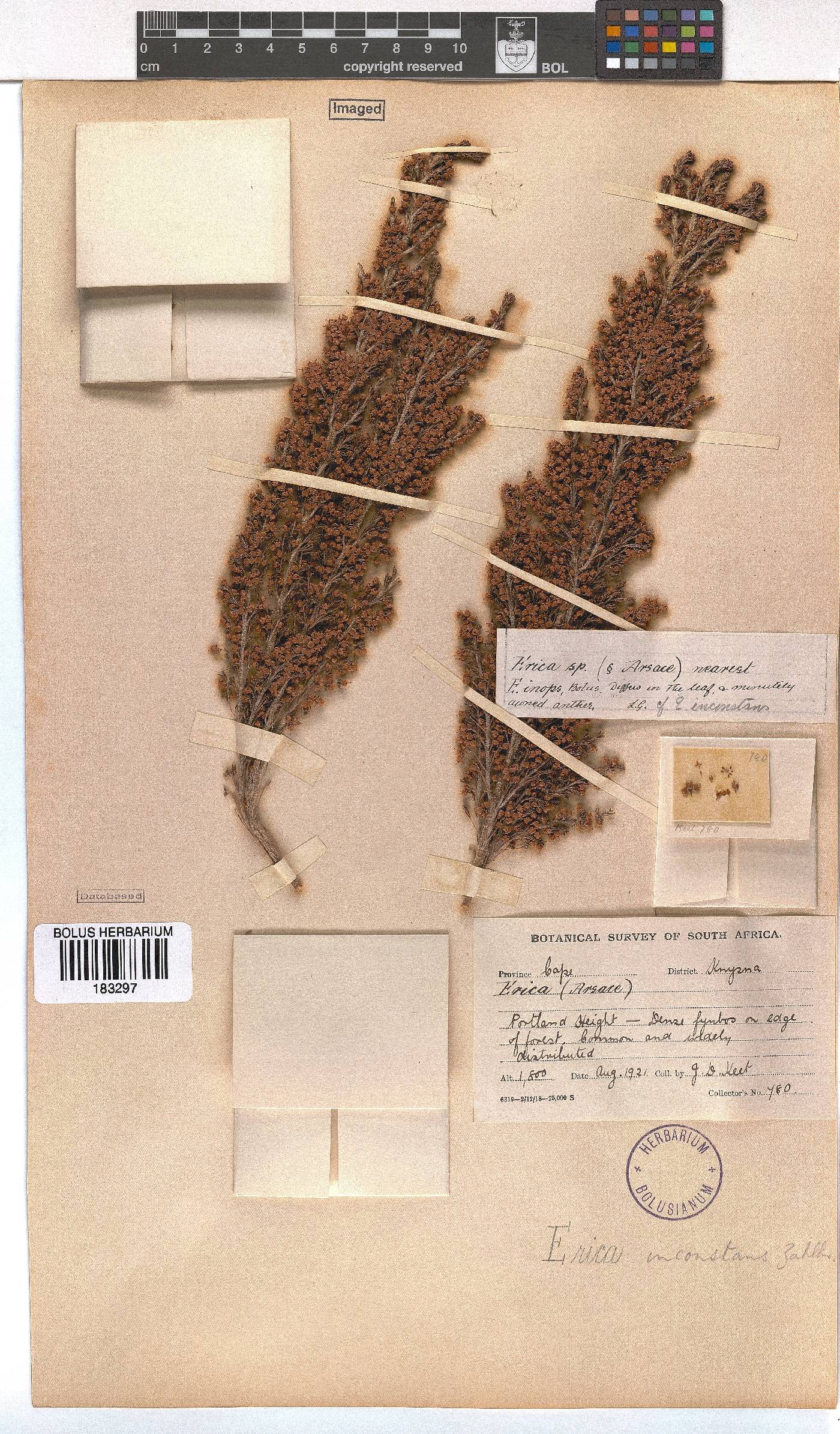 Erica inconstans image