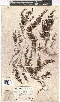 Erica inconstans image