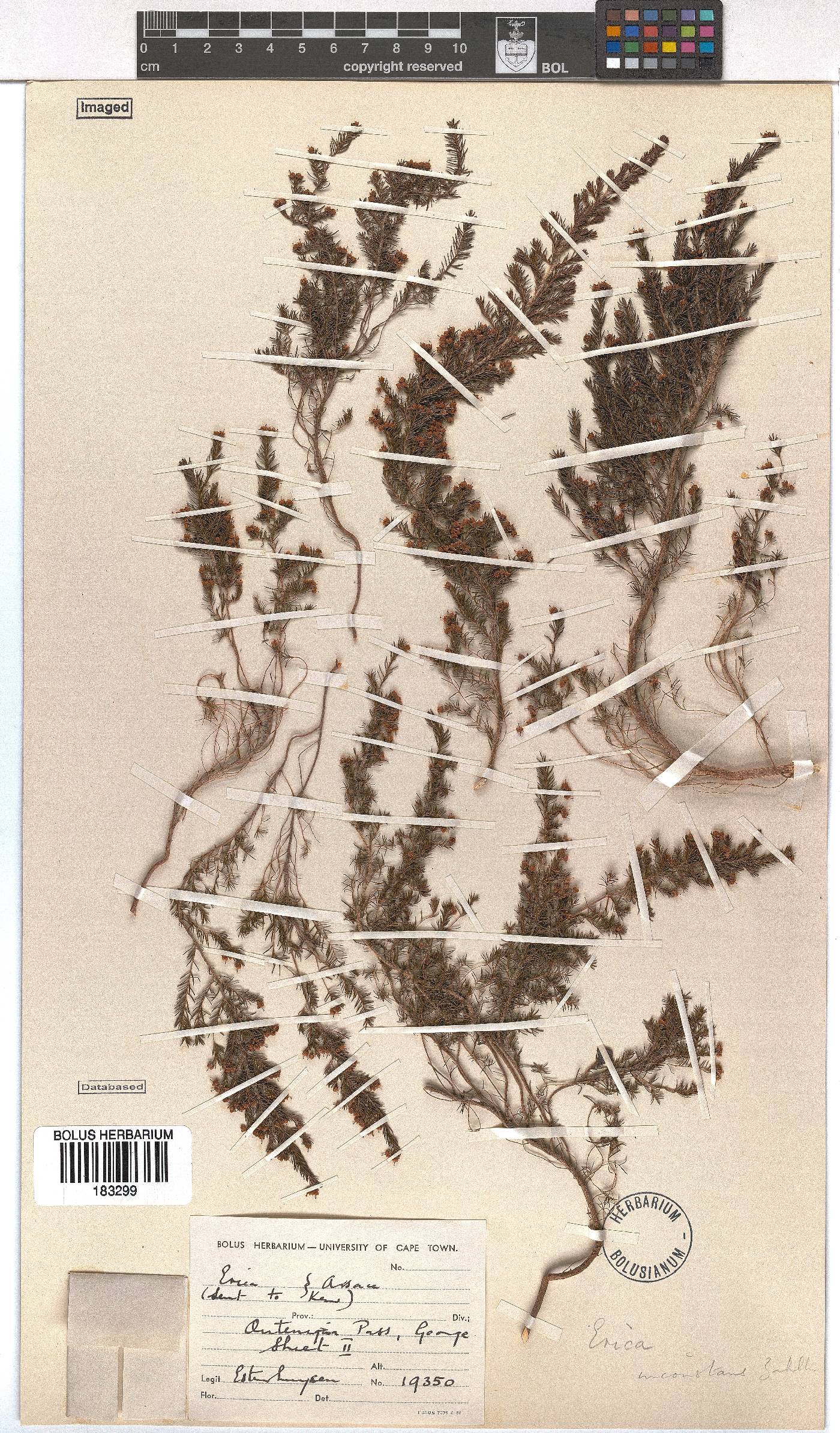 Erica inconstans image