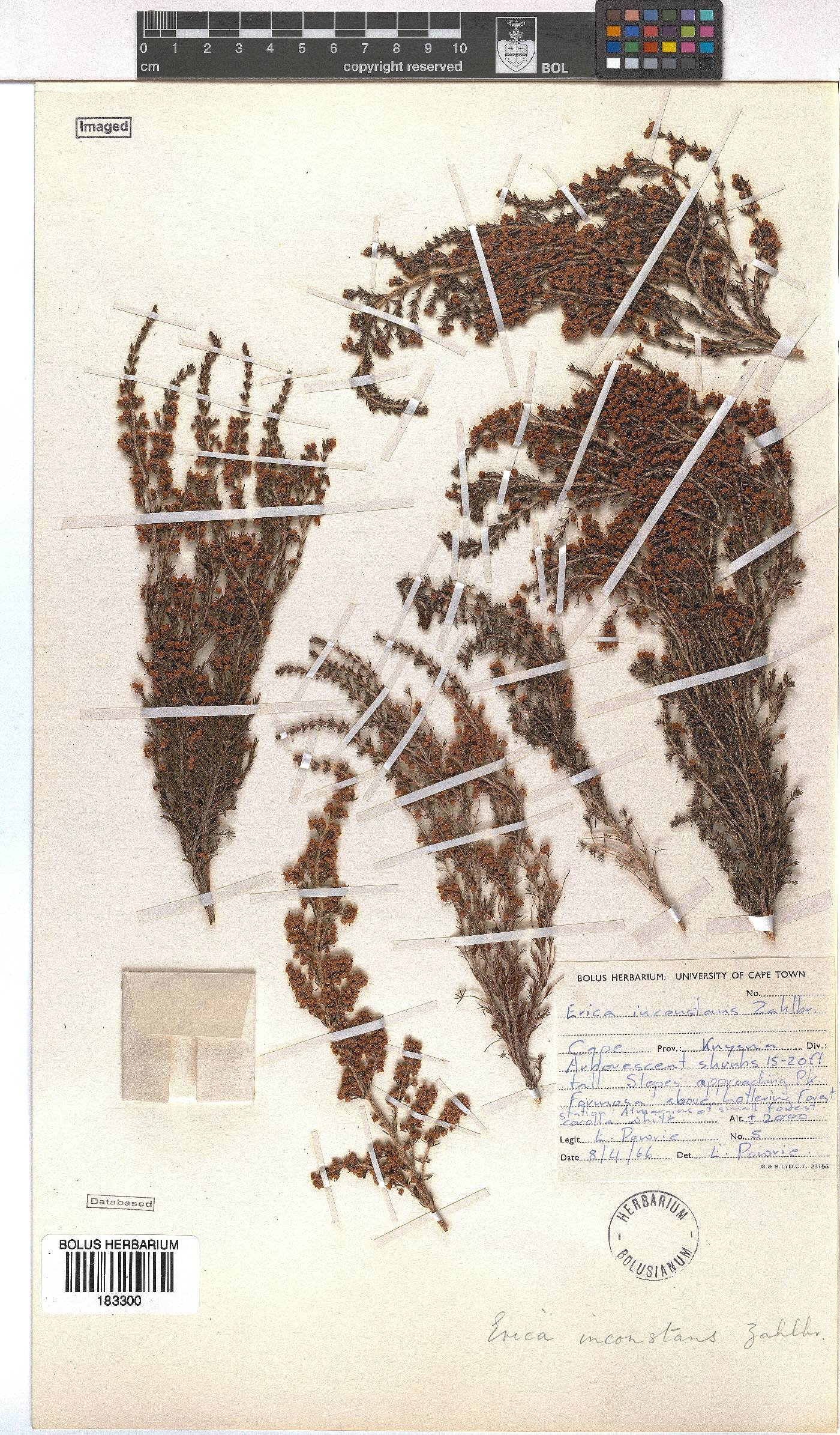 Erica inconstans image