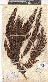 Erica inconstans image