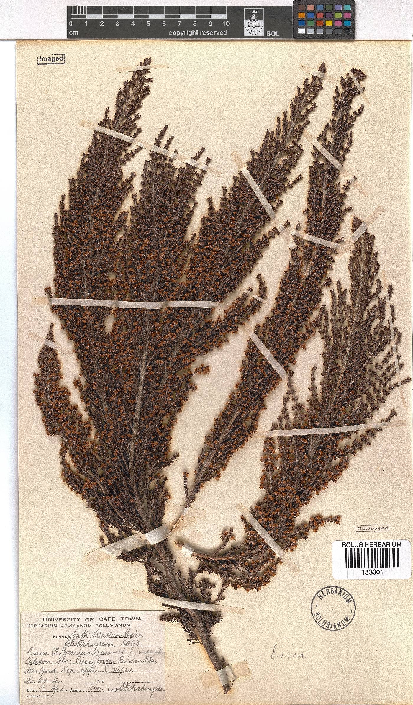 Erica inconstans image