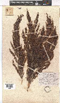 Erica inconstans image