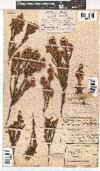 Erica subulata image