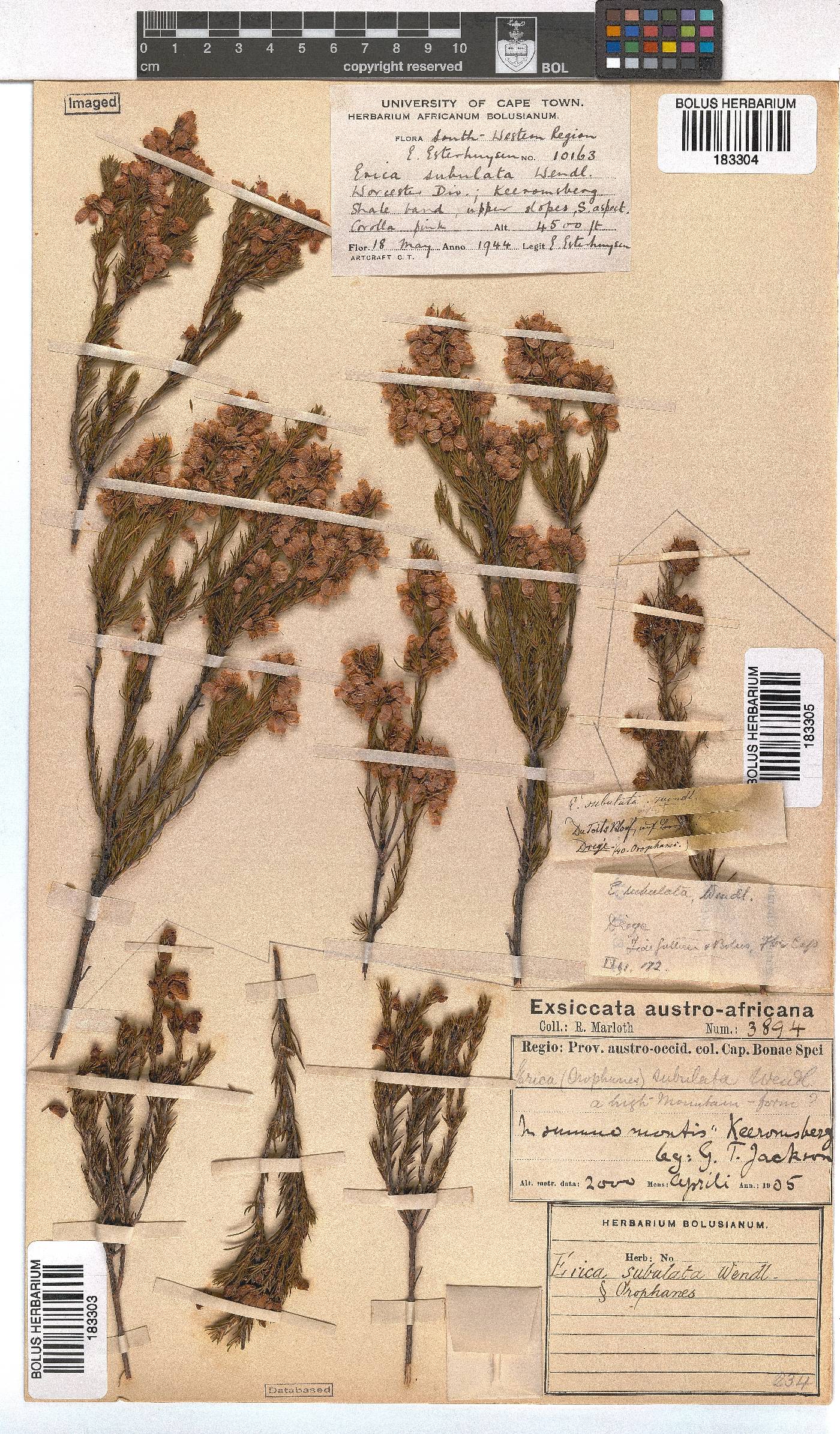 Erica subulata image