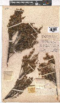 Erica subulata image