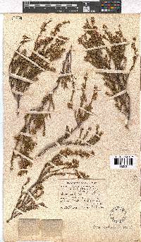 Erica subulata image