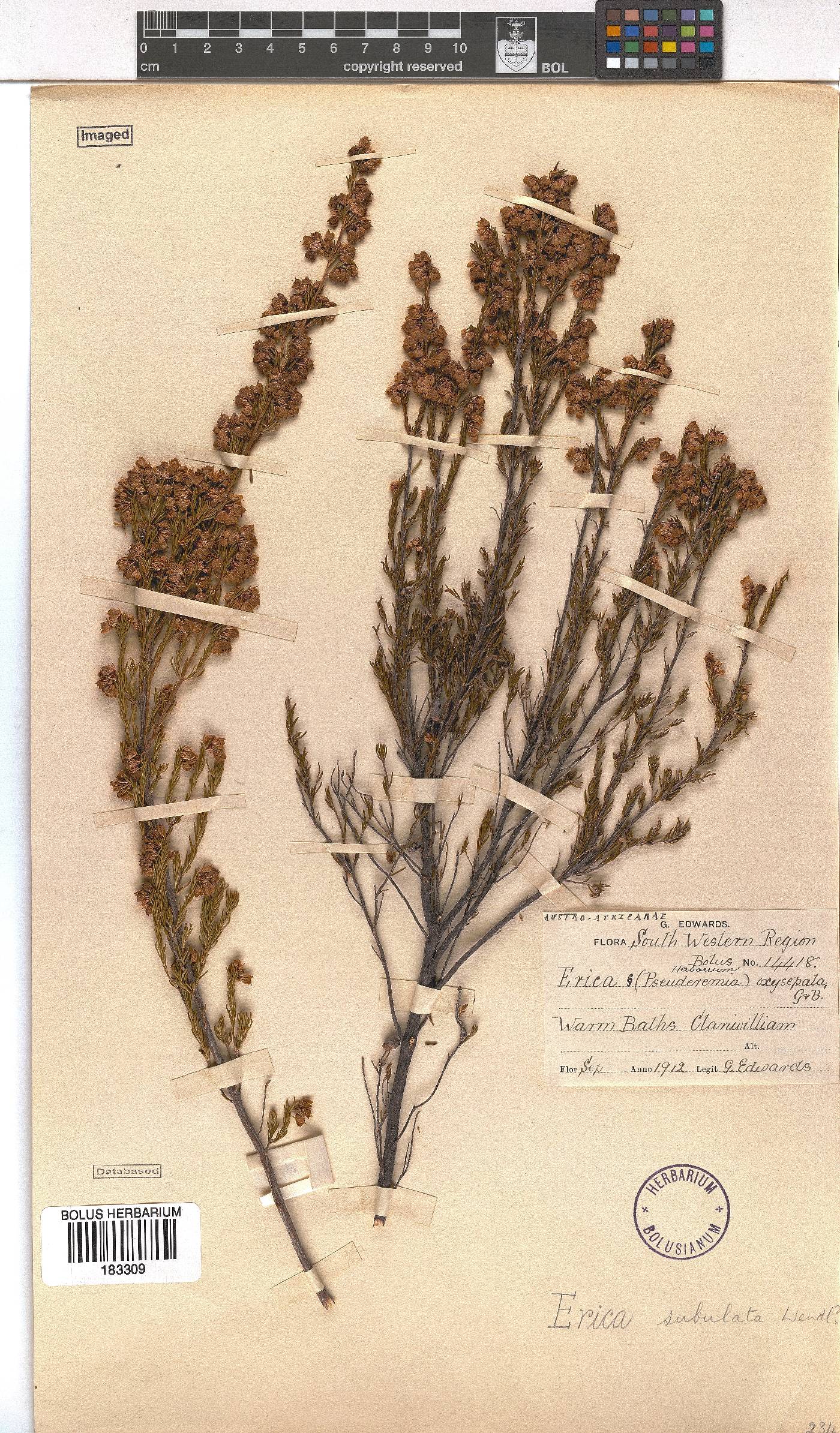 Erica subulata image