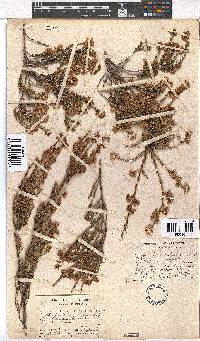 Erica subulata image