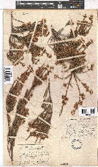 Erica subulata image