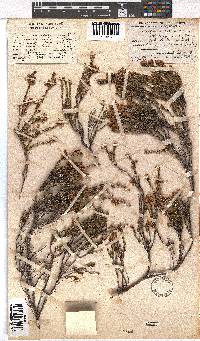 Erica subulata image