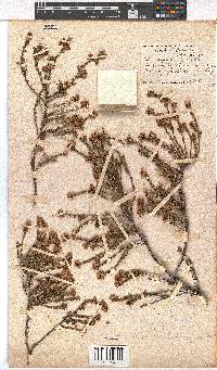 Erica subulata image