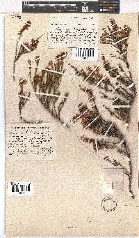 Erica subulata image