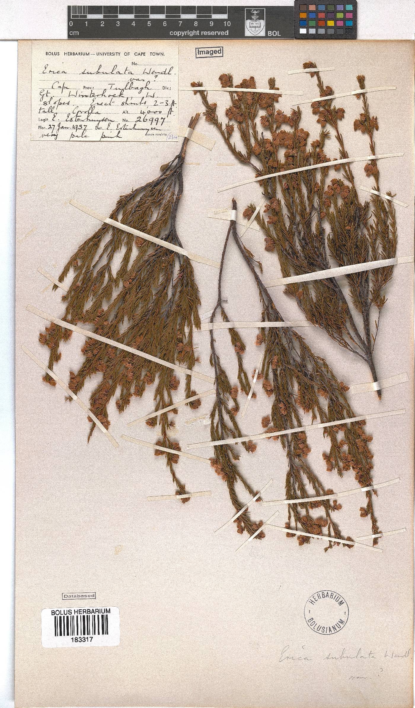 Erica subulata image