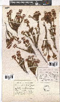 Erica subulata image