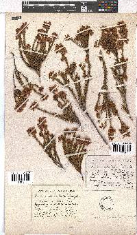 Erica subulata image