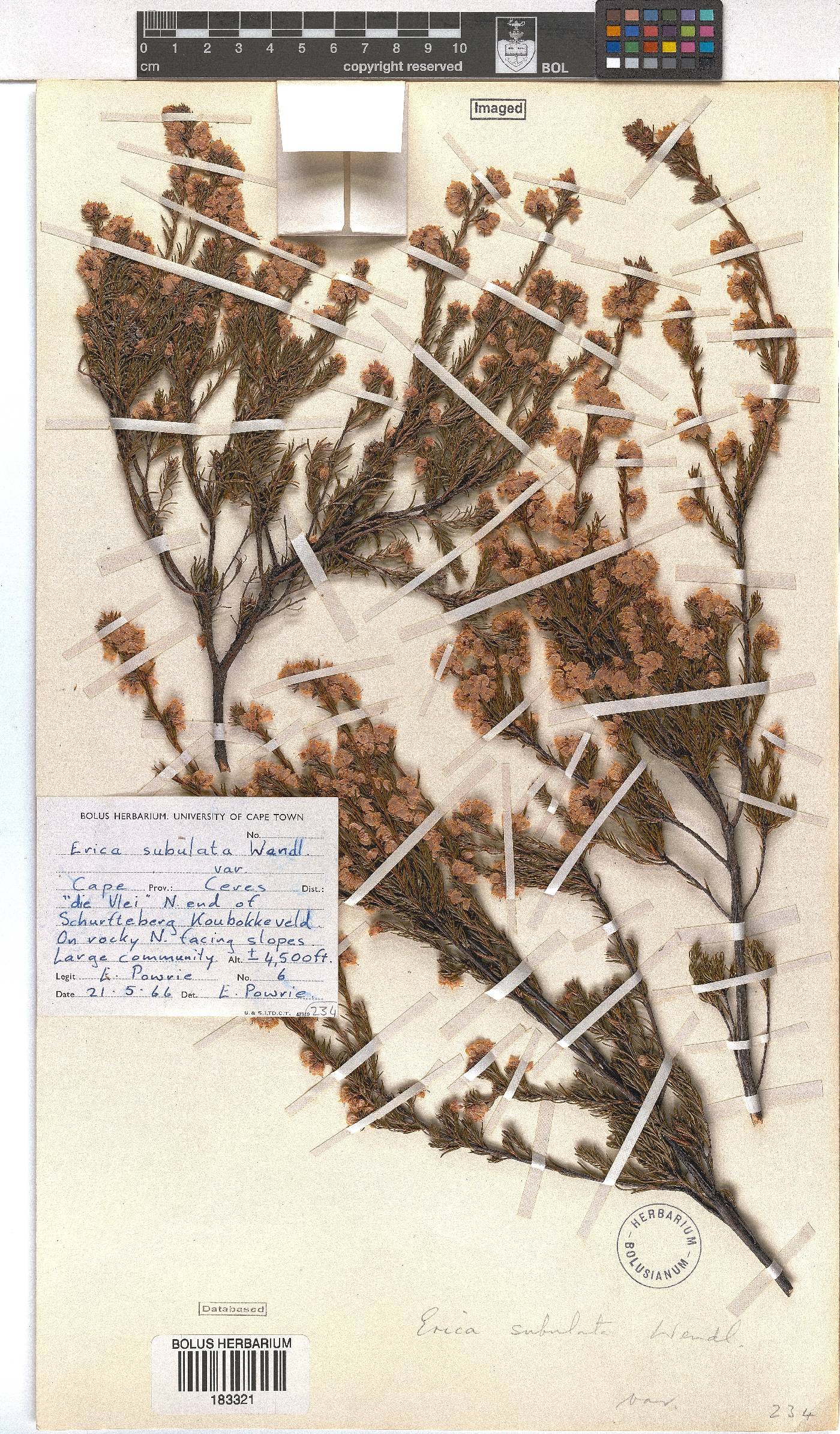 Erica subulata image