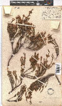 Erica subulata image