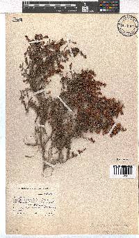 Erica scabriuscula image