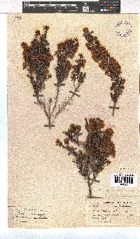 Erica scabriuscula image