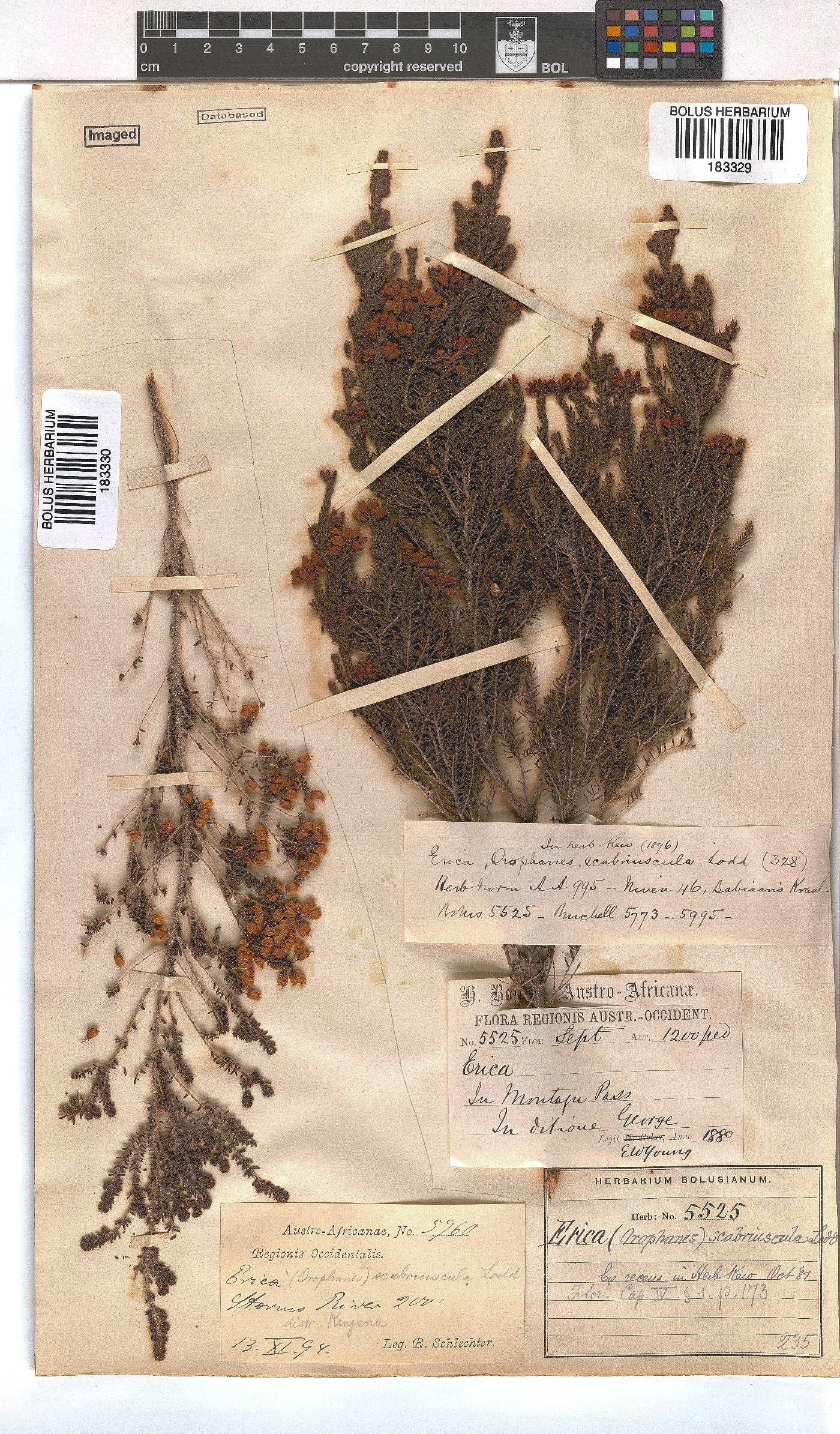 Erica scabriuscula image